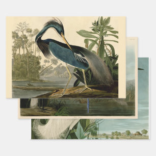 Audubon Louisiana Heron Birds America Art Wrapping Paper Sheet