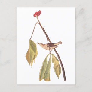 Audubon Louisiana Water Thrush Bird with Flower Postcard