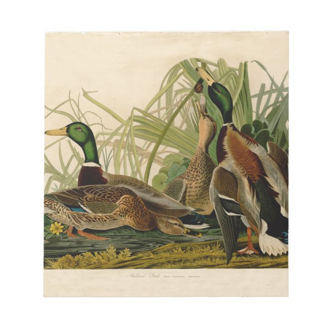 Audubon Mallard duck Bird Vintage Print Notepad (Front)