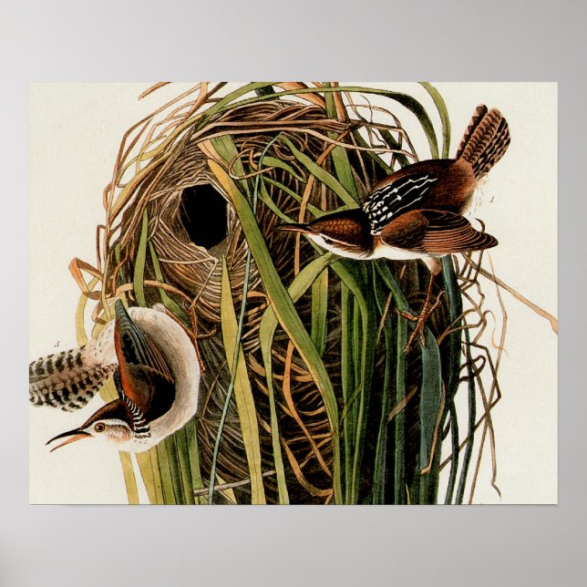 Audubon Marsh Wren Bird Art Poster (Front)