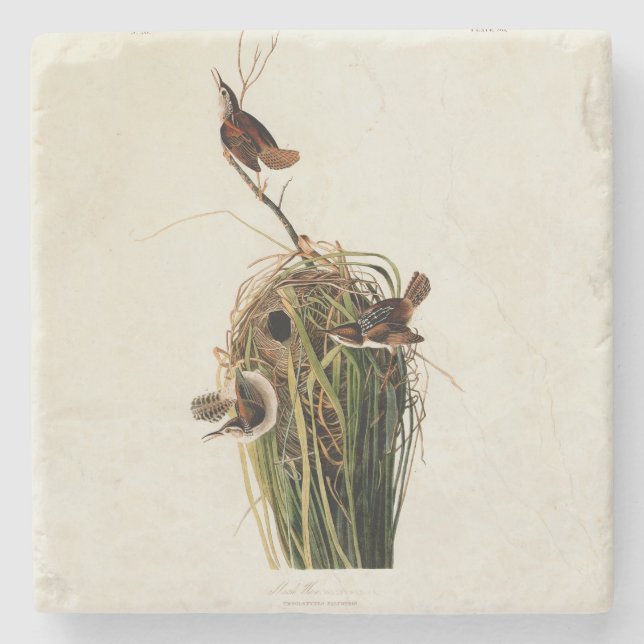 Audubon Marsh Wren Bird Art Stone Coaster (Front)