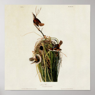 Audubon Marsh Wren Poster