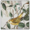 Audubon Oriole Many Birds Wildlife Floral Fabric