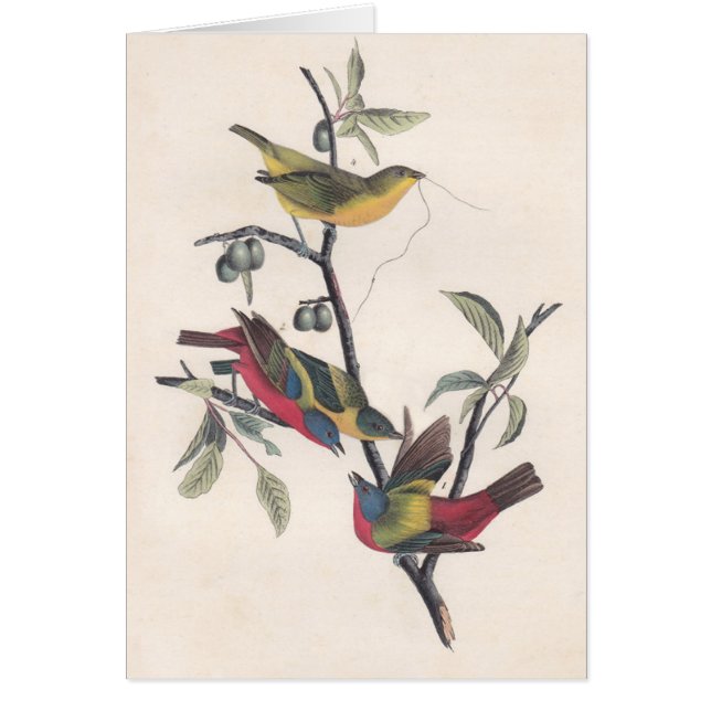Audubon Painted Bunting Bird Wildlife (Front)