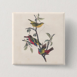 Audubon Painted Bunting Bird Wildlife 2 Inch Square Button