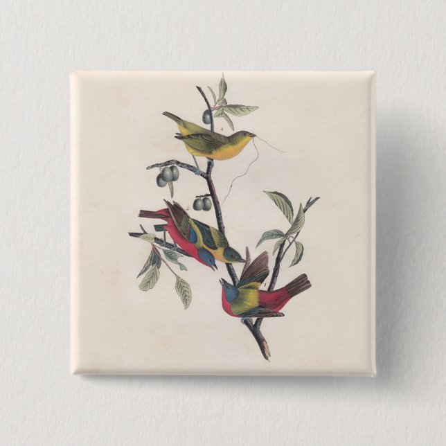 Audubon Painted Bunting Bird Wildlife 2 Inch Square Button (Front)