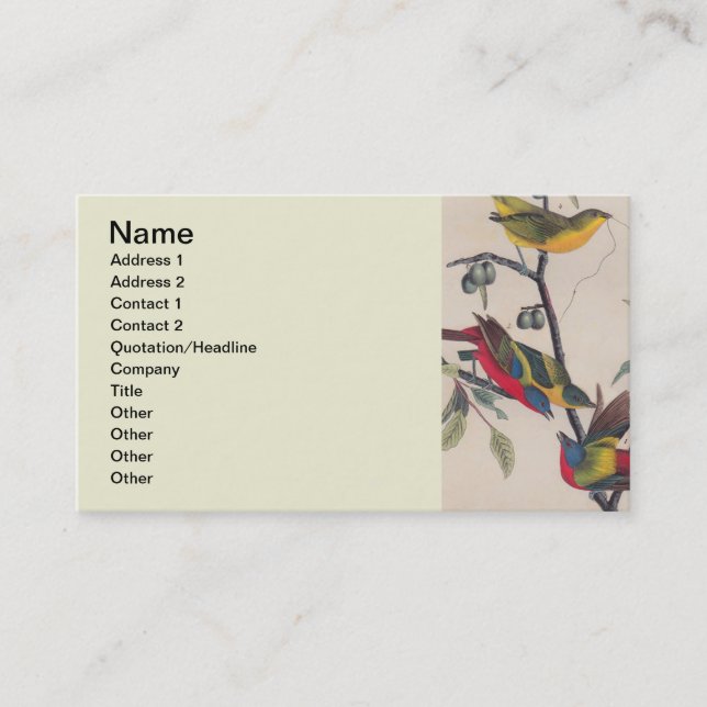 Audubon Painted Bunting Bird Wildlife Business Card (Front)