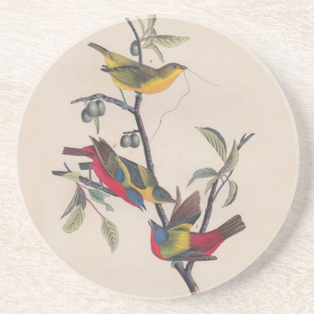 Audubon Painted Bunting Bird Wildlife Coaster (Front)