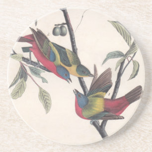 Audubon Painted Bunting Bird Wildlife Coaster
