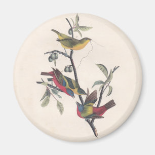 Audubon Painted Bunting Bird Wildlife Magnet