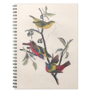 Audubon Painted Bunting Bird Wildlife Notebook