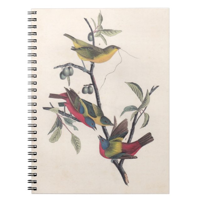 Audubon Painted Bunting Bird Wildlife Notebook (Front)