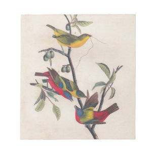 Audubon Painted Bunting Bird Wildlife Notepad