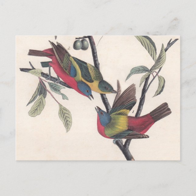 Audubon Painted Bunting Bird Wildlife Postcard (Front)