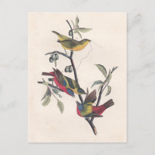 Audubon Painted Bunting Bird Wildlife Postcard
