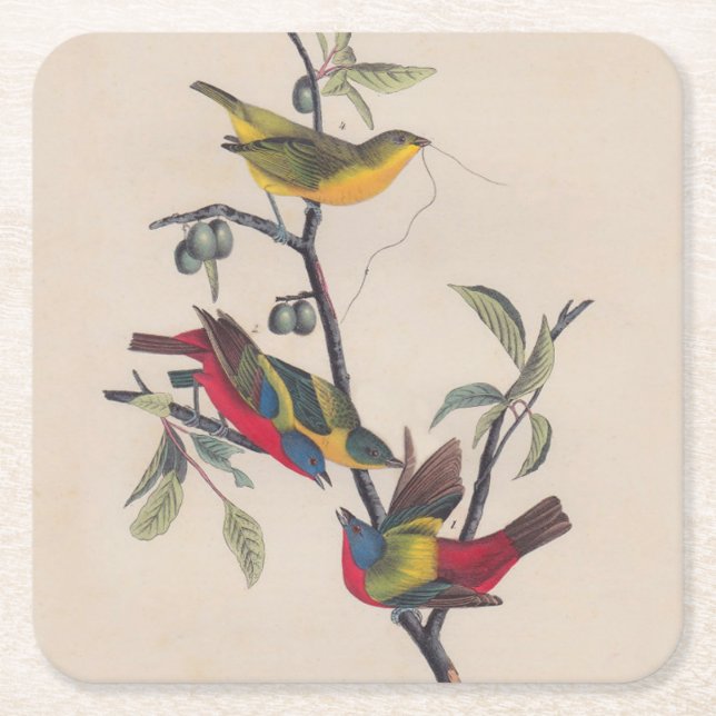 Audubon Painted Bunting Bird Wildlife Square Paper Coaster (Front)