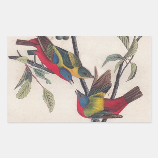 Audubon Painted Bunting Bird Wildlife Sticker (Front)