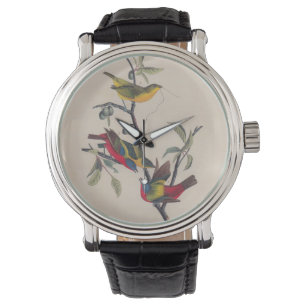 Audubon Painted Bunting Bird Wildlife Watch
