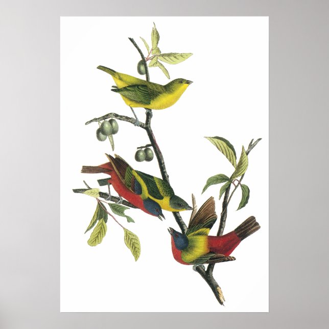 Audubon Painted Bunting Poster (Front)