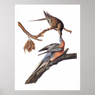Audubon Pair of Kissing Passenger Pigeons Poster