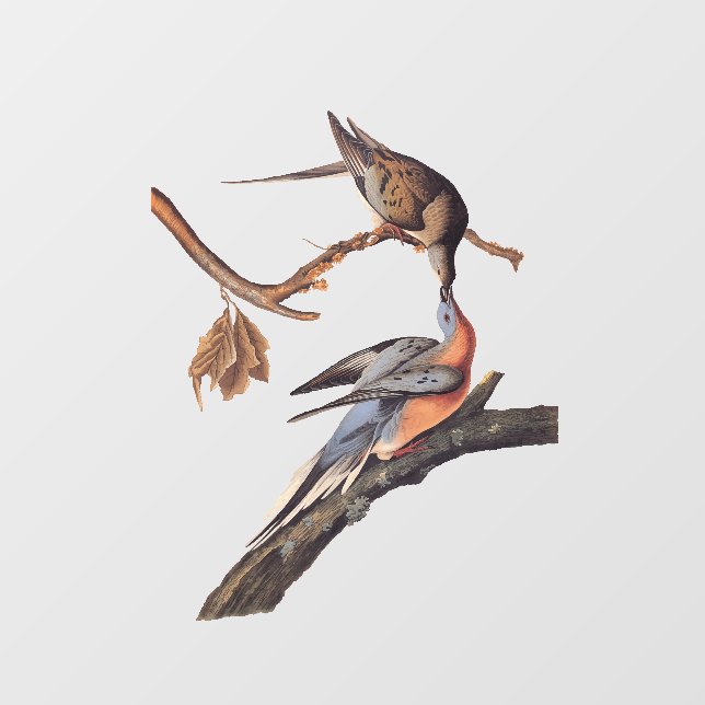 Audubon Pair of Kissing Passenger Pigeons Window Cling (Sheet)
