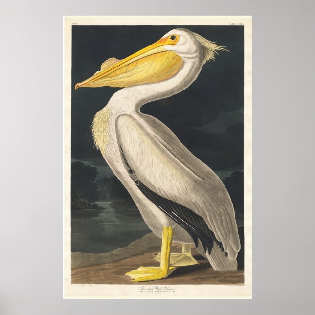Audubon Pelican Poster (Front)
