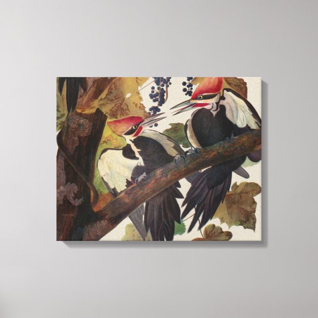 Audubon Pileated Woodpecker Bird Painting Canvas Print (Front)
