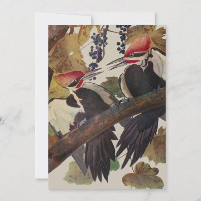 Audubon Pileated Woodpecker Bird Painting Invitation (Back)