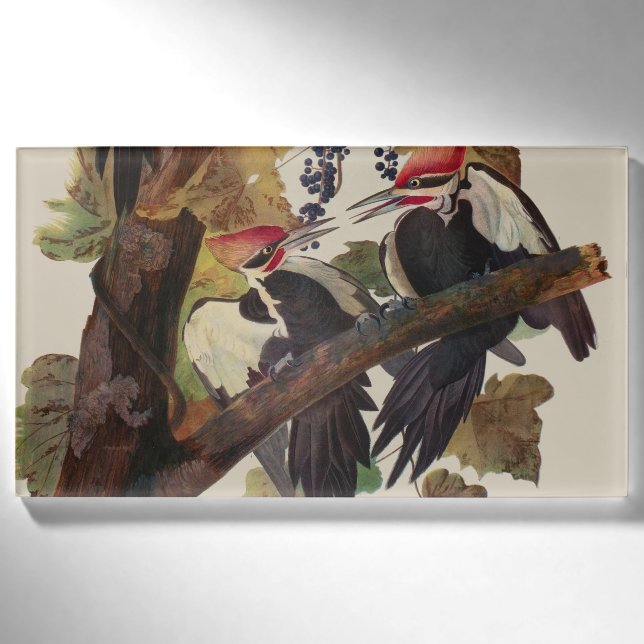 Audubon Pileated Woodpecker Bird Painting Name Tag (Front)