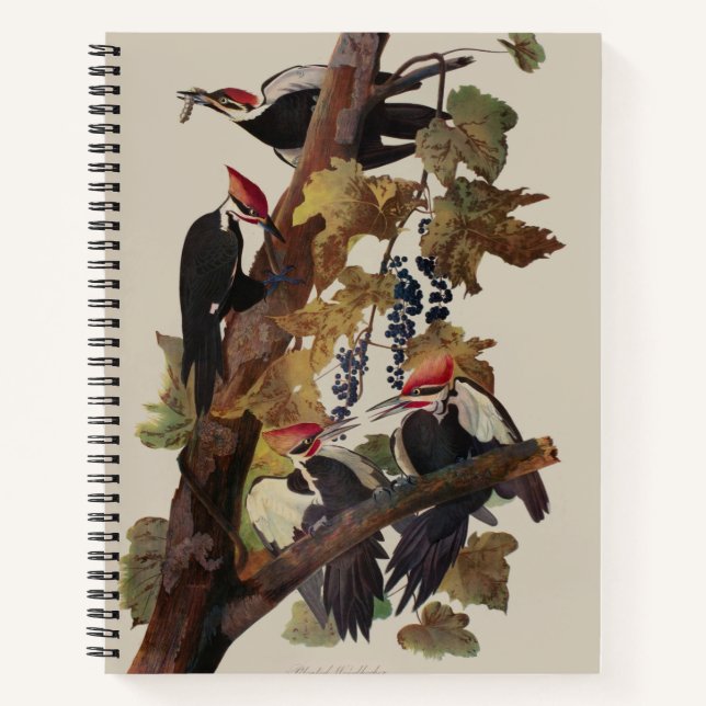 Audubon Pileated Woodpecker Bird Painting Notebook (Front)
