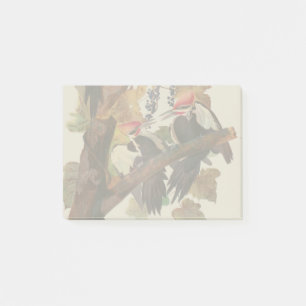 Audubon Pileated Woodpecker Bird Painting Post-it Notes