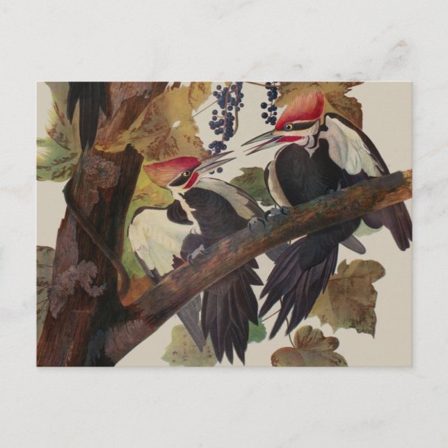 Audubon Pileated Woodpecker Bird Painting Postcard (Front)