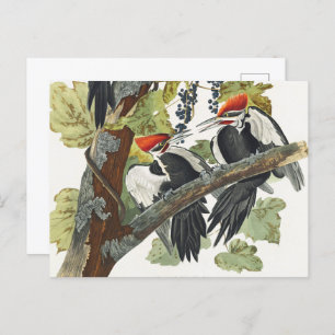 Audubon Pileated Woodpecker Bird Painting Postcard