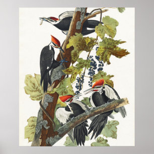 Audubon Pileated Woodpecker Bird Painting Poster