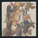 Audubon Pileated Woodpecker Bird Painting Stone Coaster<br><div class="desc">Audubon Birds - Audubon's Pileated Woodpecker - The pileated woodpecker is the largest woodpecker in North America. The painting is based on an antique print from John James Audubon's Birds of America,  from the early 1800s.</div>