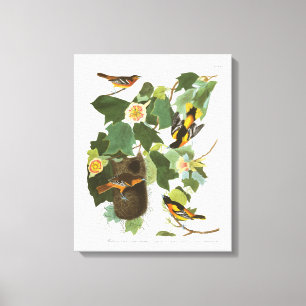 Audubon Plate 12 Baltimore Oriole Canvas Print