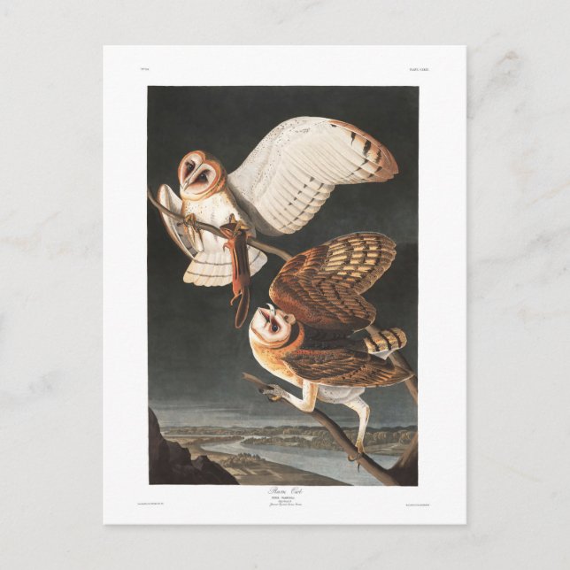 Audubon Plate 171 Barn Owl Postcard (Front)
