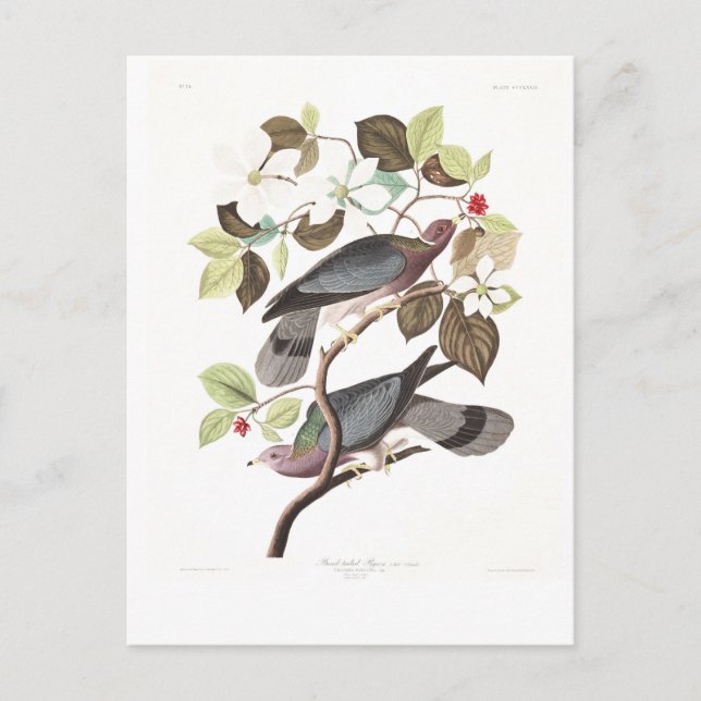 Audubon Plate 367 Band-tailed Pigeon Postcard (Front)