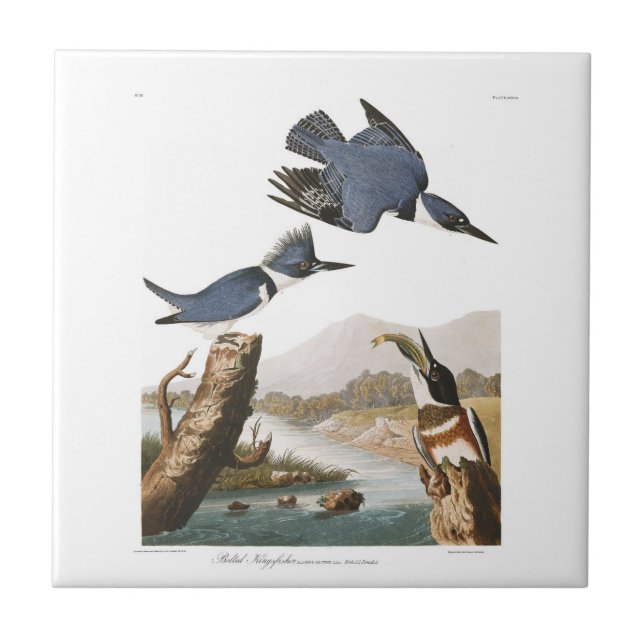 Audubon Plate 77 Belted Kingfisher Tile (Front)