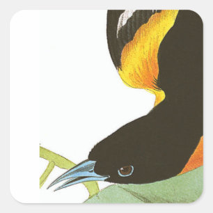 Audubon print of Baltimore Oriole Square Sticker