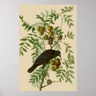 Audubon Purple Grackle Bird Print Vintage Botanic