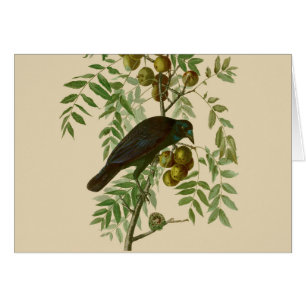 Audubon Purple Grackle Bird Print Vintage Botanic