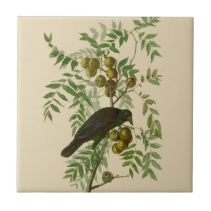 Audubon Purple Grackle Bird Print Vintage Botanic Tile