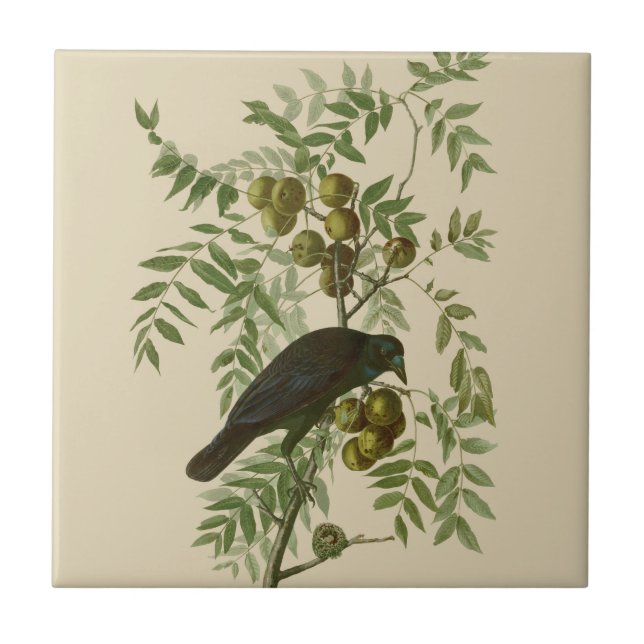 Audubon Purple Grackle Bird Print Vintage Botanic Tile (Front)