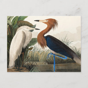 Audubon - Purple Heron  Postcard