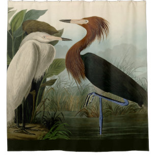 Audubon Purple Heron Reddish Egret Print: Bird Art