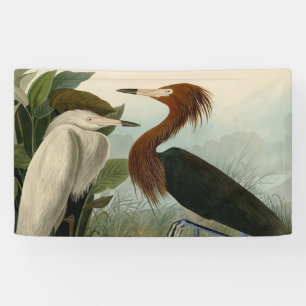 Audubon Purple Heron Reddish Egret Print: Bird Art Banner