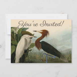 Audubon Purple Heron Reddish Egret Print: Bird Art Invitation