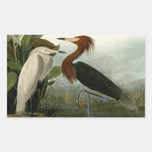 Audubon Purple Heron Reddish Egret Print: Bird Art Sticker