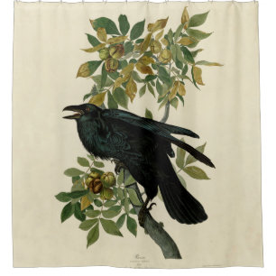 Audubon Raven Bird Classic Artwork